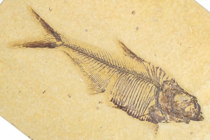 Detailed Fossil Fish (Diplomystus) - Wyoming #348107